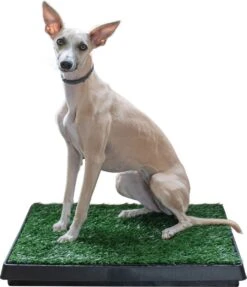 Adori Trainingsmat Gras - Hondentoilet - 50x63 Cm Multi-Color -Hondenproducten 1034x1200 1