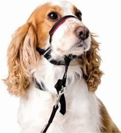 Halti OptiFit Headcollar - Hond - Anti Trekhalsband - Maat M - Voor Labrador, Boxer, Dobermann, Golden Retriever -Hondenproducten 1092x1200