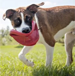 Kong Flyer Frisbee - Hondenspeelgoed - Rood - Ø25 Cm -Hondenproducten 1174x1200 7