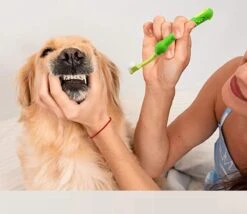 Merkloos Tandenborstel - Voor Huisdieren - Honden - 3 Zijdig - Multi-Hoek - Schoonmaken - Tanden - Slechte Adem - Tandsteen - Tandenborstel - Gezondheid - Blauw 11 Merkloos Tandenborstel - Voor Huisdieren - Honden - 3 Zijdig - Multi-Hoek - Schoonmaken - Tanden - Slechte Adem - Tandsteen - Tandenborstel - Gezondheid - Blauw -Hondenproducten 1200x1042 4