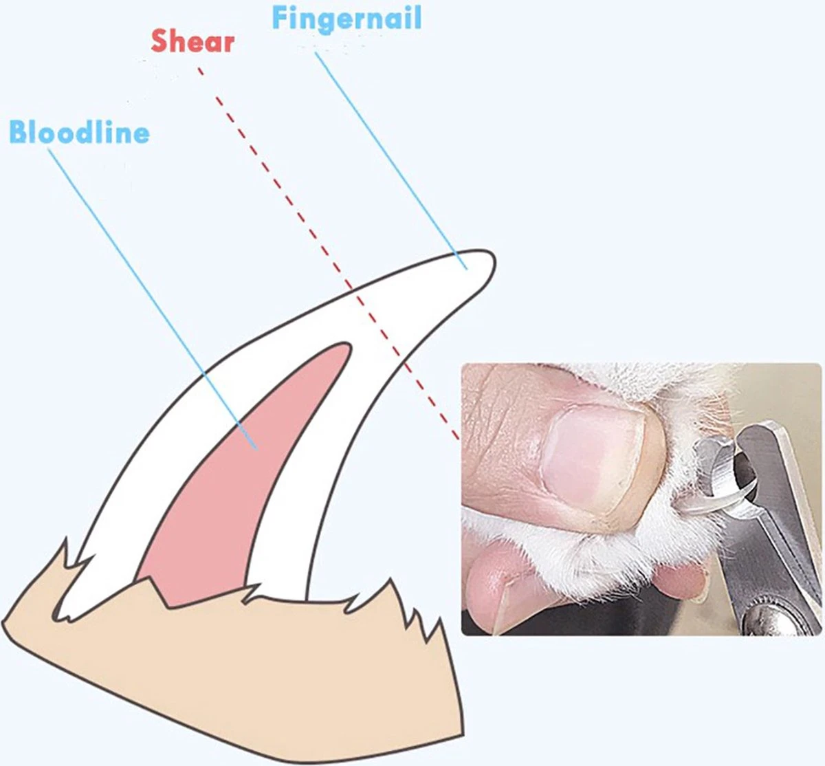 Merkloos Nagelschaar - Nagelschaartje - Nagelknipper - Geschikt Voor Hond Kat Konijn Cavia Vogel - Blauw Wit 4 Merkloos Nagelschaar - Nagelschaartje - Nagelknipper - Geschikt Voor Hond Kat Konijn Cavia Vogel - Blauw Wit - Afbeelding 2