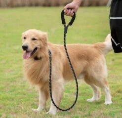 Comfortabele Hondenriem Met Gevoerd Handvat – Stevige Nylon Hondenlijn – Riem Voor Honden -Hondenproducten 1200x1159