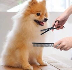 Petsify - Professionele 8-delige Huisdier Knipset - Effileerschaar Hond - Kam Hond - Schaar Hond - Katten Kam - Hondenschaar - Trimschaar Voor Honden - Kapperset - Zwart 11 Petsify - Professionele 8-delige Huisdier Knipset - Effileerschaar Hond - Kam Hond - Schaar Hond - Katten Kam - Hondenschaar - Trimschaar Voor Honden - Kapperset - Zwart -Hondenproducten 1200x1166 4