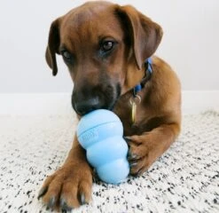 Kong Puppy - Kauwbot Hondenspeelgoed Small - Kauwbot - 85mm X 42mm - Groen/Wit -Hondenproducten 1200x1167 19