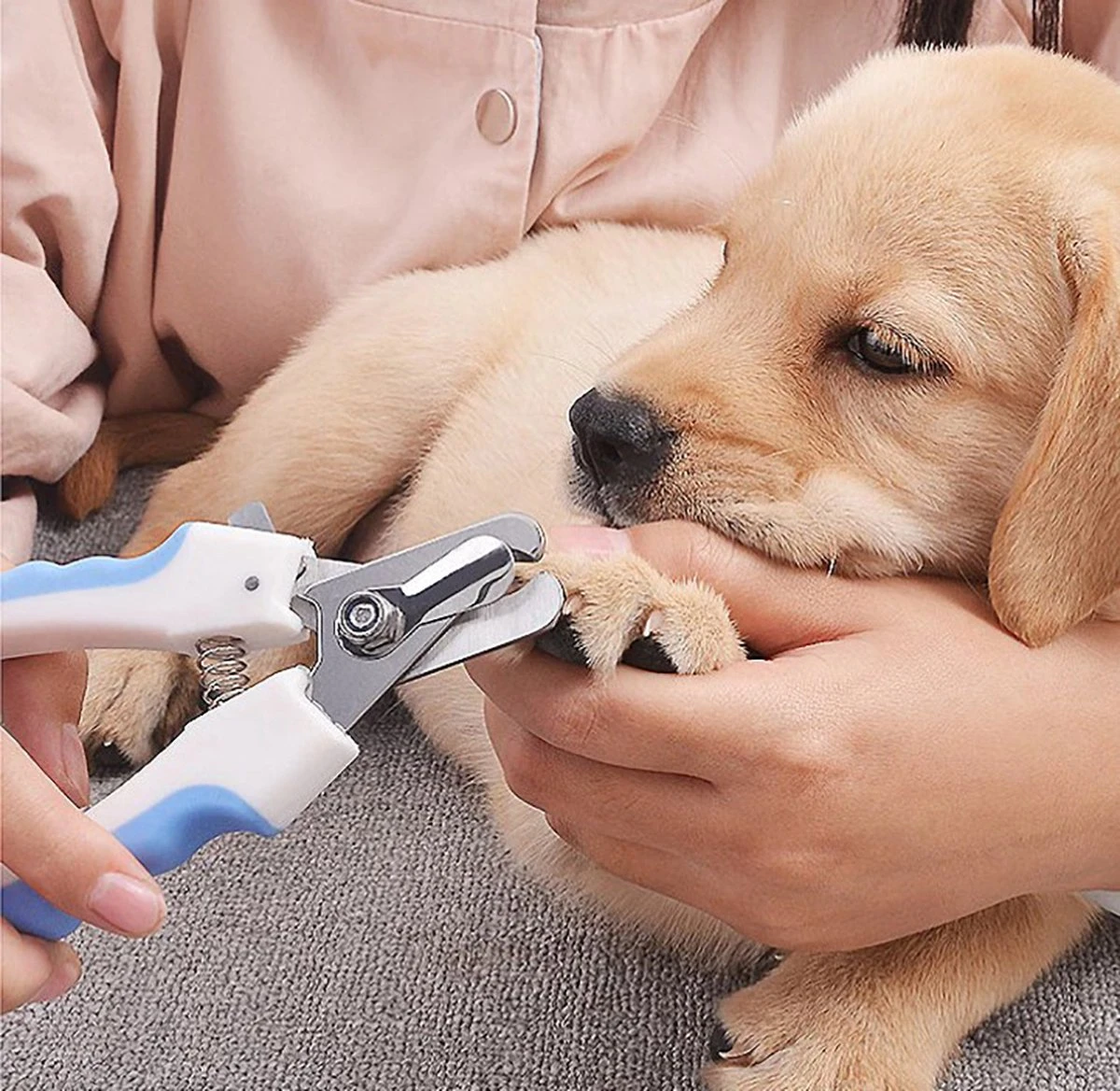 Merkloos Nagelschaar - Nagelschaartje - Nagelknipper - Geschikt Voor Hond Kat Konijn Cavia Vogel - Blauw Wit 3 Merkloos Nagelschaar - Nagelschaartje - Nagelknipper - Geschikt Voor Hond Kat Konijn Cavia Vogel - Blauw Wit