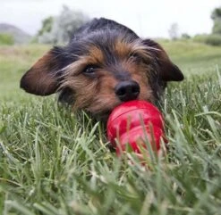 Kong Kauwbot - Hondenspeelgoed - Rood - L -Hondenproducten 1200x1171 9