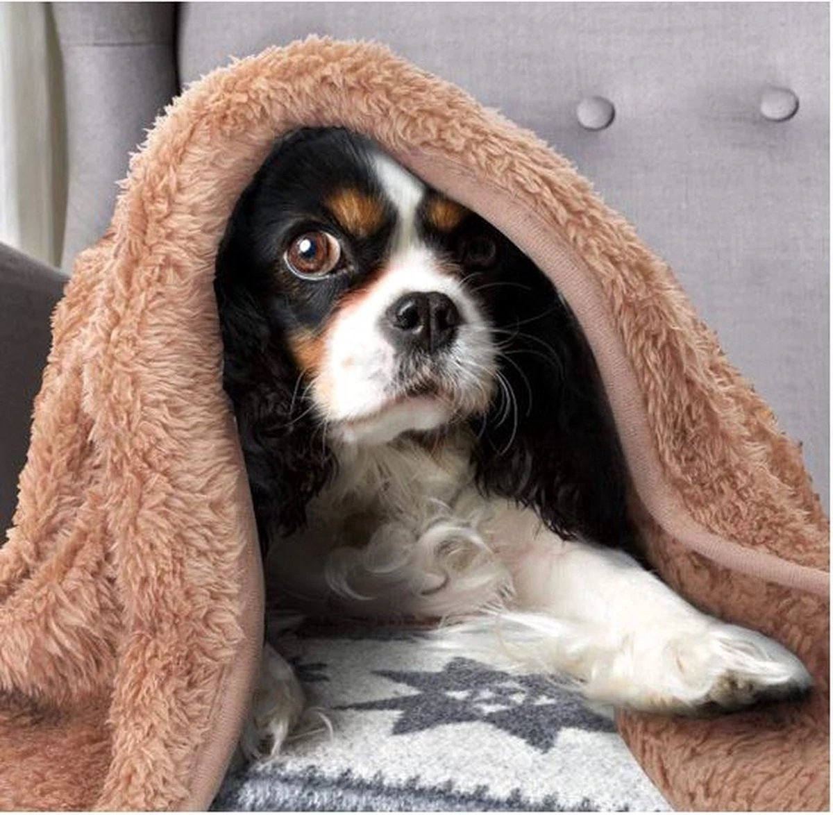 Nobleza Dierendeken - Pluche Deken - Hondendeken - Kattendeken - Deken Hond - Deken Kat - Dierendeken - Bruin - Maat L 4 Nobleza Dierendeken - Pluche Deken - Hondendeken - Kattendeken - Deken Hond - Deken Kat - Dierendeken - Bruin - Maat L - Afbeelding 2