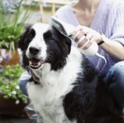 Merkloos HondenFöhn En Borstel - RVS Borstel - Huisdieren - 2 In 1 Hondenföhn -Hondenproducten 1200x1190 7