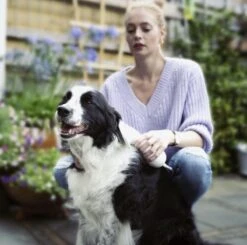 Merkloos HondenFöhn En Borstel - RVS Borstel - Huisdieren - 2 In 1 Hondenföhn -Hondenproducten 1200x1190 8