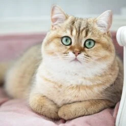 Lord Lou - George Roze Velvet S - Luxe Hondenmand - Luxe Kattenmand - 49x40x31 -Hondenproducten 1200x1197 29