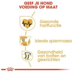 Royal Canin Rottweiler 12 KG -Hondenproducten 1200x1200 1204