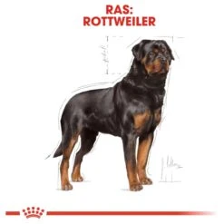Royal Canin Rottweiler 12 KG -Hondenproducten 1200x1200 1207