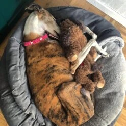 Merkloos Hondenknuffel - Puppyknuffel Met Hartslag - Knuffel Met Hartslag - Antistress Hond - Hondenspeelgoed 15 Merkloos Hondenknuffel - Puppyknuffel Met Hartslag - Knuffel Met Hartslag - Antistress Hond - Hondenspeelgoed -Hondenproducten 1200x1200 1287