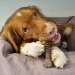 Nylabone Extreme Kauwbot Met Rund- En Kaassmaak - Voor Krachtige Kauwers - In S/M/XL - X-Large -Hondenproducten 1200x1200 1291