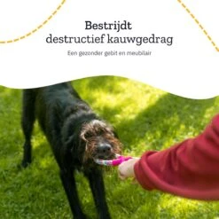 All 4 Pets Supply® Honden Speelgoed Set Geschikt Voor Puppy's T/m Middelgrote Honden - 12 Stuks - Hondenspeeltjes - Intelligentie - Touw - Flostouw - Bijtring - Bal -Hondenproducten 1200x1200 1320