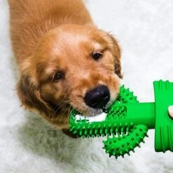 Tandenborstel + TANDPASTA Hond Melk Geur Smaak En Piep Honden Speelgoed - Cactus Dog Toy Tandverzorging Kauwbotten Hondenspeelgoed Hondenbot Kauwstaaf Tanden Puppy Hondenspeeltje Sterk Kauwspeelgoed - Dutchwide 22 Tandenborstel + TANDPASTA Hond Melk Geur Smaak En Piep Honden Speelgoed - Cactus Dog Toy Tandverzorging Kauwbotten Hondenspeelgoed Hondenbot Kauwstaaf Tanden Puppy Hondenspeeltje Sterk Kauwspeelgoed - Dutchwide -Hondenproducten 1200x1200 1432