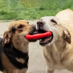 Kauwbot Stuurwiel 2.0 Extra Sterk Melk Geur Smaak En Piep Honden Speelgoed - Kauwspeelgoed Bot Hond - Dutchwide -Hondenproducten 1200x1200 1439