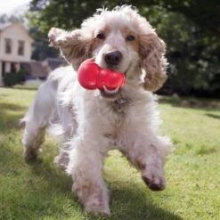 Kong Kauwbot - Hondenspeelgoed - Rood - L -Hondenproducten 1200x1200 1447