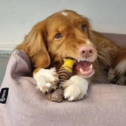 Nylabone Extreme Kauwbot Textuur Met Rund- En Kaassmaak -Hondenproducten 1200x1200 1450