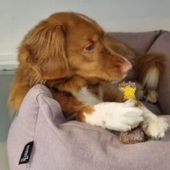 Nylabone Extreme Kauwbot Textuur Met Rund- En Kaassmaak -Hondenproducten 1200x1200 1451