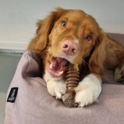 Nylabone Extreme Kauwbot Textuur Met Rund- En Kaassmaak -Hondenproducten 1200x1200 1454