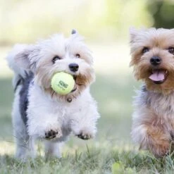 Kong Air Squacker Tennisbal - Hondenspeelgoed - Geel - M - Ø7,1 Cm -Hondenproducten 1200x1200 1531