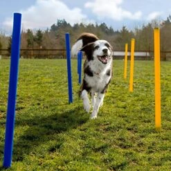 Agility Voor De Hond - 16 Delig - Agility Set - Hondentunnel - Horde - Slalom Palen - Honden Training Set - Honden Behendigheidsset - Agility Toestellen -Hondenproducten 1200x1200 1561