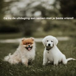 AYOO Agility Voor De Hond - Honden Training - Honden Behendigheid Set - Hondenparcours - Training Huisdieren - Honden Agility Set - Slalom - Horde - Draagzak - Agility Set - Oranje - Wit - GRATIS Speeltouw -Hondenproducten 1200x1200 1591