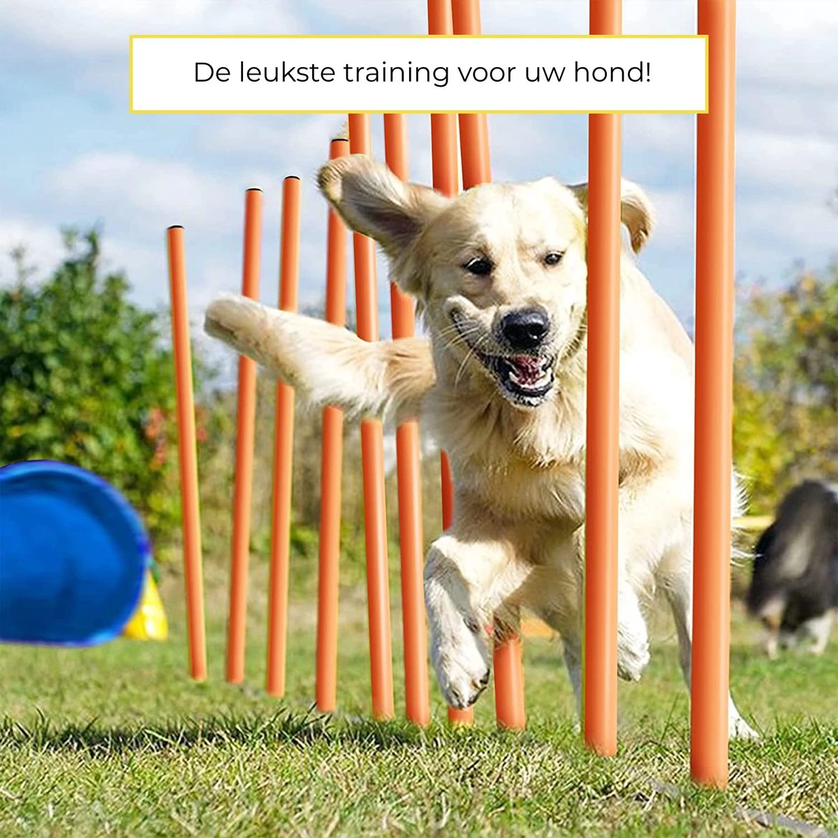 AYOO Agility Voor De Hond - Honden Agility Set - Honden Training - Honden Behendigheid Set - Honden Parcours - Training Huisdieren - Tunnel - Slalom - Horde - Draagzak - 21 Delig - GRATIS Speeltouw 5 AYOO Agility Voor De Hond - Honden Agility Set - Honden Training - Honden Behendigheid Set - Honden Parcours - Training Huisdieren - Tunnel - Slalom - Horde - Draagzak - 21 Delig - GRATIS Speeltouw - Afbeelding 3