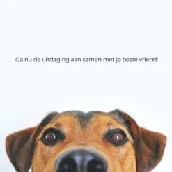 AYOO Agility Voor De Hond - Honden Agility Set - Honden Training - Honden Behendigheid Set - Honden Parcours - Training Huisdieren - Tunnel - Slalom - Horde - Draagzak - 21 Delig - GRATIS Speeltouw 15 AYOO Agility Voor De Hond - Honden Agility Set - Honden Training - Honden Behendigheid Set - Honden Parcours - Training Huisdieren - Tunnel - Slalom - Horde - Draagzak - 21 Delig - GRATIS Speeltouw -Hondenproducten 1200x1200 1598