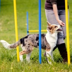 Agility Voor De Hond - Agility Set- Hondentunnel 300 Cm- Slalom Set - Horde - Startveld - Honden Behendigheidsset - 16 Delig - Tunnel - Slalom - Horde - Agility Set Voor De Hond - Agility Set -Hondenproducten 1200x1200 1610