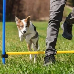 Agility Voor De Hond - Agility Set- Hondentunnel 300 Cm- Slalom Set - Horde - Startveld - Honden Behendigheidsset - 16 Delig - Tunnel - Slalom - Horde - Agility Set Voor De Hond - Agility Set -Hondenproducten 1200x1200 1612