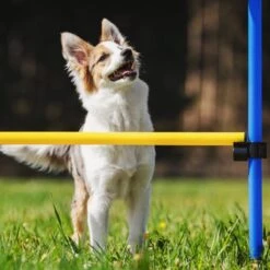 Agility Voor De Hond - Agility Set- Hondentunnel 300 Cm- Slalom Set - Horde - Startveld - Honden Behendigheidsset - 16 Delig - Tunnel - Slalom - Horde - Agility Set Voor De Hond - Agility Set -Hondenproducten 1200x1200 1613