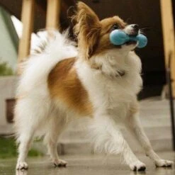 West Paw Zogoflex Hurley - Super Sterk Kauwbot Voor Honden - Kleur: Blauw, Maat: Large 21 West Paw Zogoflex Hurley - Super Sterk Kauwbot Voor Honden - Kleur: Blauw, Maat: Large -Hondenproducten 1200x1200 1627