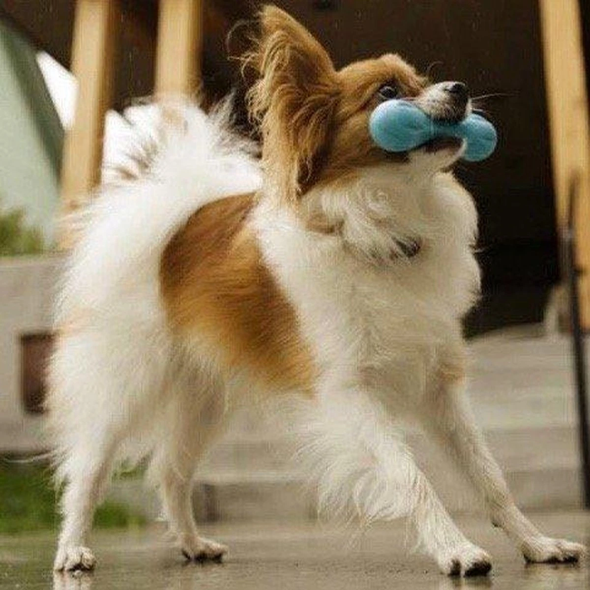 West Paw Zogoflex Hurley - Super Sterk Kauwbot Voor Honden - Kleur: Blauw, Maat: Large 12 West Paw Zogoflex Hurley - Super Sterk Kauwbot Voor Honden - Kleur: Blauw, Maat: Large - Afbeelding 10