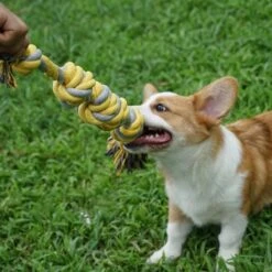 BoDutch Flostouw Hond - Hondenspeelgoed - Trektouw Hond - Hondentouw - Flostouw Hond - 60 Cm - Apporteerspeelgoed - Geel/Grijs 14 BoDutch Flostouw Hond - Hondenspeelgoed - Trektouw Hond - Hondentouw - Flostouw Hond - 60 Cm - Apporteerspeelgoed - Geel/Grijs -Hondenproducten 1200x1200 1662