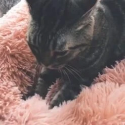 Snoozle Donut Hondenmand - Zacht En Luxe Hondenkussen - Wasbaar - Fluffy - Hondenmanden - 60cm - Lichtgrijs -Hondenproducten 1200x1200 1787