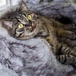 District 70 NORDIC - Luxe Kattenmand Op Pootjes - 40x30x25cm In Silver - Silver -Hondenproducten 1200x1200 1845