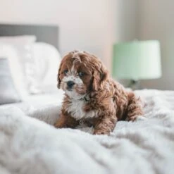 Fluffy Blanket - Pluche Hondendeken - 120 X 100 CM - Grijs - Voor De Auto Of Bank - Fleece -Hondenproducten 1200x1200 1977