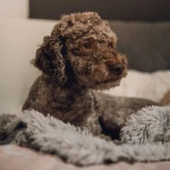 Fluffy Blanket - Pluche Hondendeken - 120 X 100 CM - Grijs - Voor De Auto Of Bank - Fleece -Hondenproducten 1200x1200 1978