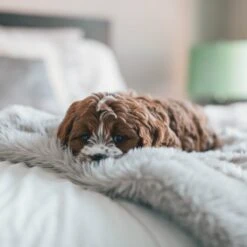 Fluffy Blanket - Pluche Hondendeken - 120 X 100 CM - Grijs - Voor De Auto Of Bank - Fleece -Hondenproducten 1200x1200 1979