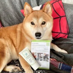 TraumaPet Tandpasta Met Colloïdaal Zilver Voor Dieren | Met Vleessmaak | Bij Stinkende Adem | Tandplak | Geïrriteerd Tandvlees | Tandsteen -Hondenproducten 1200x1200 2017