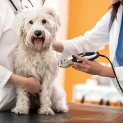 Nobleza Dieren Tondeuse Set - 4 Opzetkammen - Draadloos - Voor Huisdieren Katten & Honden 16 Nobleza Dieren Tondeuse Set - 4 Opzetkammen - Draadloos - Voor Huisdieren Katten & Honden -Hondenproducten 1200x1200 347