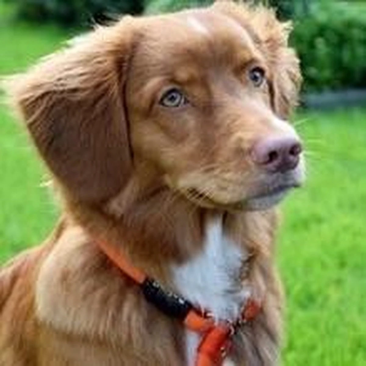 Rebel Petz - Honden Trainingslijn Met Halsband - Taupe, Zwart, Groen & Oranje - Maat Small Of Large - Kleur: Zwart, Maat: Large 8 Rebel Petz - Honden Trainingslijn Met Halsband - Taupe, Zwart, Groen & Oranje - Maat Small Of Large - Kleur: Zwart, Maat: Large - Afbeelding 6