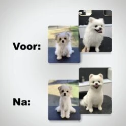 VoordeelShop 7-Delige Huisdier Knipset Met Etui - Trimmen Hond - Honden Schaar - Effileerschaar Hond - Huisdier Trimmer - Huisdier Knippen - Knipschaar Haar - Haar Schaar - Kapper - Kapperset - Scharenset 29 VoordeelShop 7-Delige Huisdier Knipset Met Etui - Trimmen Hond - Honden Schaar - Effileerschaar Hond - Huisdier Trimmer - Huisdier Knippen - Knipschaar Haar - Haar Schaar - Kapper - Kapperset - Scharenset -Hondenproducten 1200x1200 454