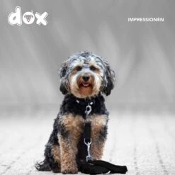 DDOXX Hondenriem Air Mesh, 3-voudig Verstelbaar, 2m | Voor Kleine & Grote Honden | Dubbele Riem Twee Honden Kat Puppy | Tug Leash Large | Lead Leash Small | Walking Leash Puppy Leash | Zwart, M -Hondenproducten 1200x1200 5