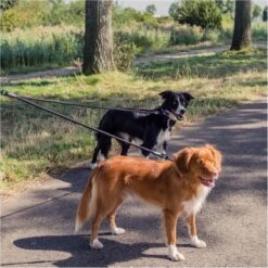Rebel Petz - Dubbele Verstelbare Hondenriem Voor Twee Honden - Met Draaibare Sluiting En Zacht Handvat - Small En Large - Large (140 Cm Lang, Ø 12 Mm) -Hondenproducten 1200x1200 51