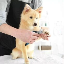 Merkloos Zetamo Professionele Nagelschaar|Nagelschaar Hond | Nagelschaar Kat| Nagelknipper Hond En Kat| Nagelknipper Kat| Nagelknipper Hond|NagelTang Dieren|Poot Verzorging -Hondenproducten 1200x1200 598