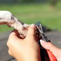 Merkloos Nagelschaar - Nagelschaartje - Nagelknipper - Geschikt Voor Hond Kat Konijn Cavia Vogel - 12 CM -Hondenproducten 1200x1200 603