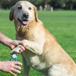 Merkloos Professionele Nagelschaar - Dieren Nagelschaar - Honden Nagelknipper - Hondennagels - Honden Knip Schaar - Honden Knipschaar - Nageltang - Katten Schaar - Katten Nagelknipper - Met Veiligheidsstop En Nagelvijl - Poot Verzorging -Hondenproducten 1200x1200 621